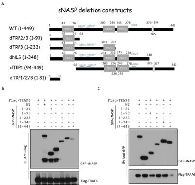 PEP-sNASP Peptide Alleviates LPS-Induced Acute Lung Injury Through the TLR4/TRAF6 Axis